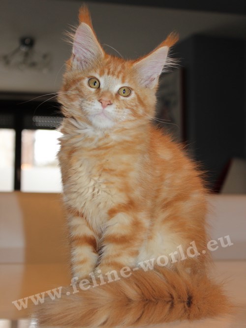 maine_coon_20 (Race)